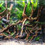 Bois flottant naturel Aquarium Racine Tronc Arbre Aquarium Paysage Plantes Bois