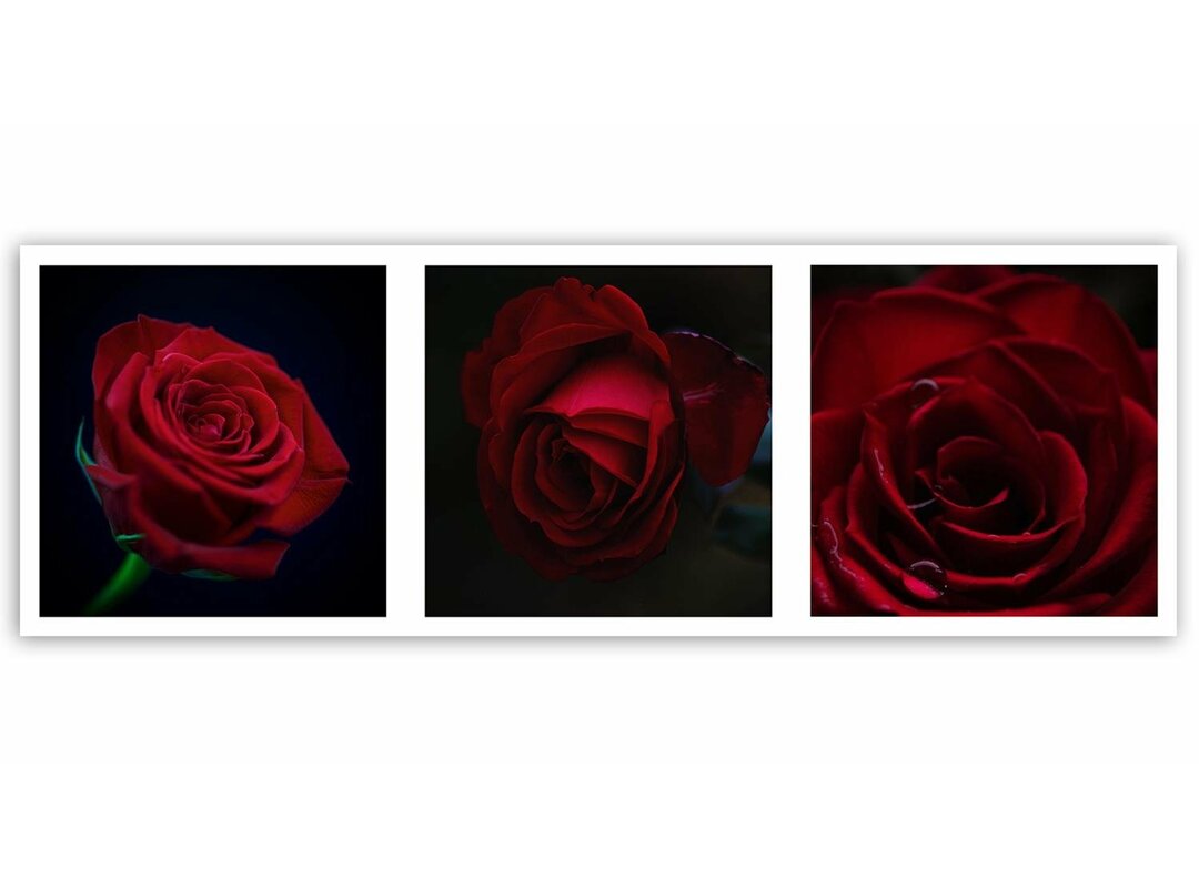 Leinwandbild Red Roses