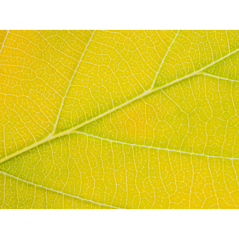 Feuille d'automne par Philippe Moisoux - photographie, Toile avec cadre noir, 24" H x 32" W