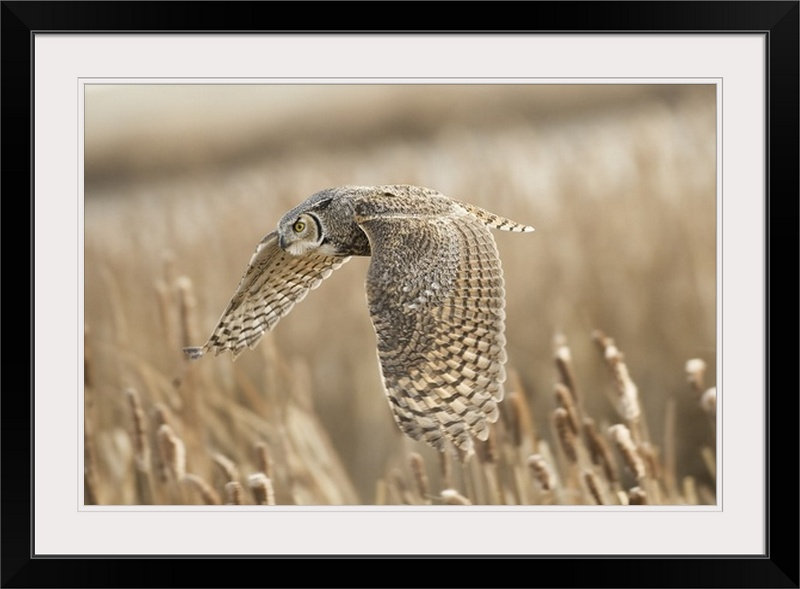 «Great Horned Owl» par Peter Stahl, reproduction de photo de Straub, H 20 po x l 26 po x P 1 po, Cadre blanc