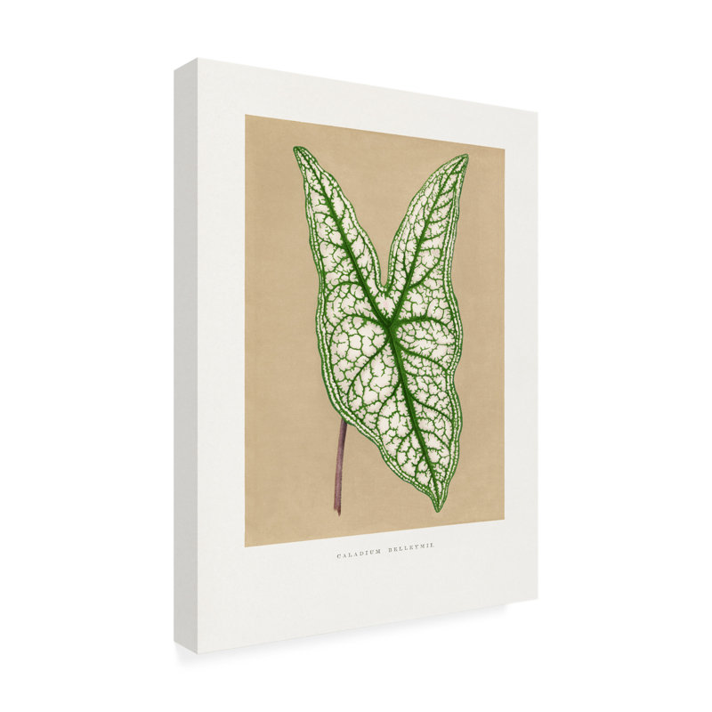 Art sur toile, "Les Plantes A", H 19 po x l 14 po