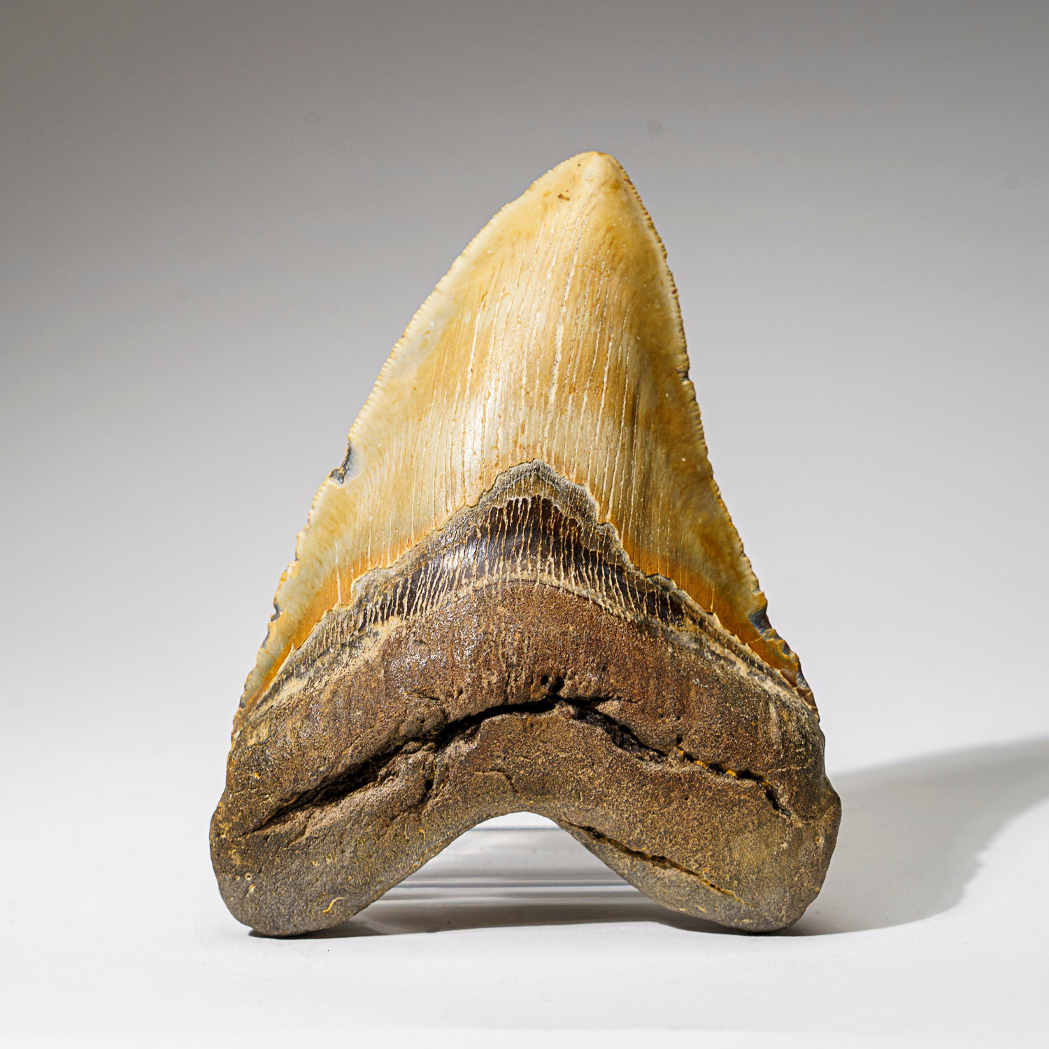 Astro Gallery of Gems Genuine Megalodon Shark Tooth In Display Box (409 ...