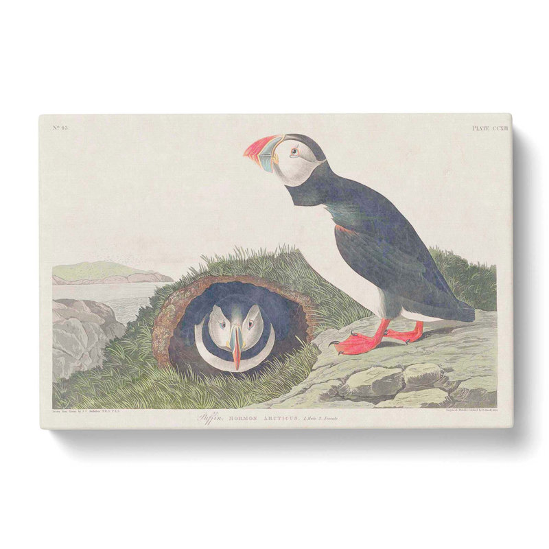 Puffin Birds by John Audubon - Wrapped Canvas, 40cm H x 60cm W x 3cm D