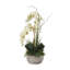 Orchid in Pot