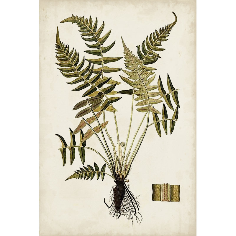 «Fern Botanical IV» par Vision Studio, reproduction sur toile tendue, H 36 po x l 24 po