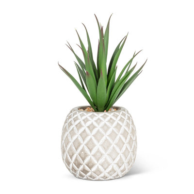Plante grasse dans une plante ananas