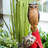 Hackman Weather Resistant Plastic Animals Garden Stake
