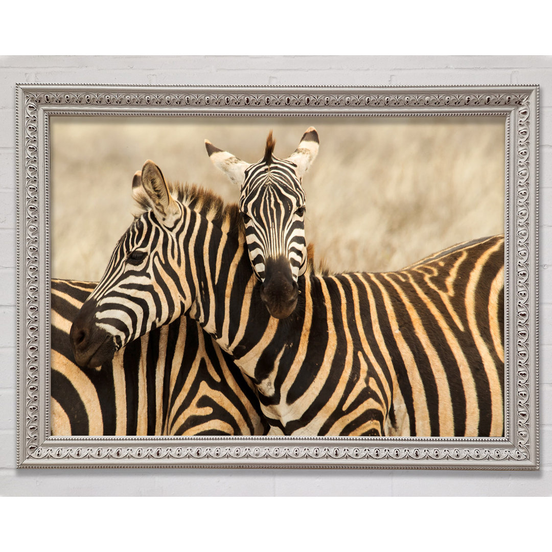 Zebra Duo Love - Druck