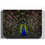 Peacock - Wrapped Canvas-19091357