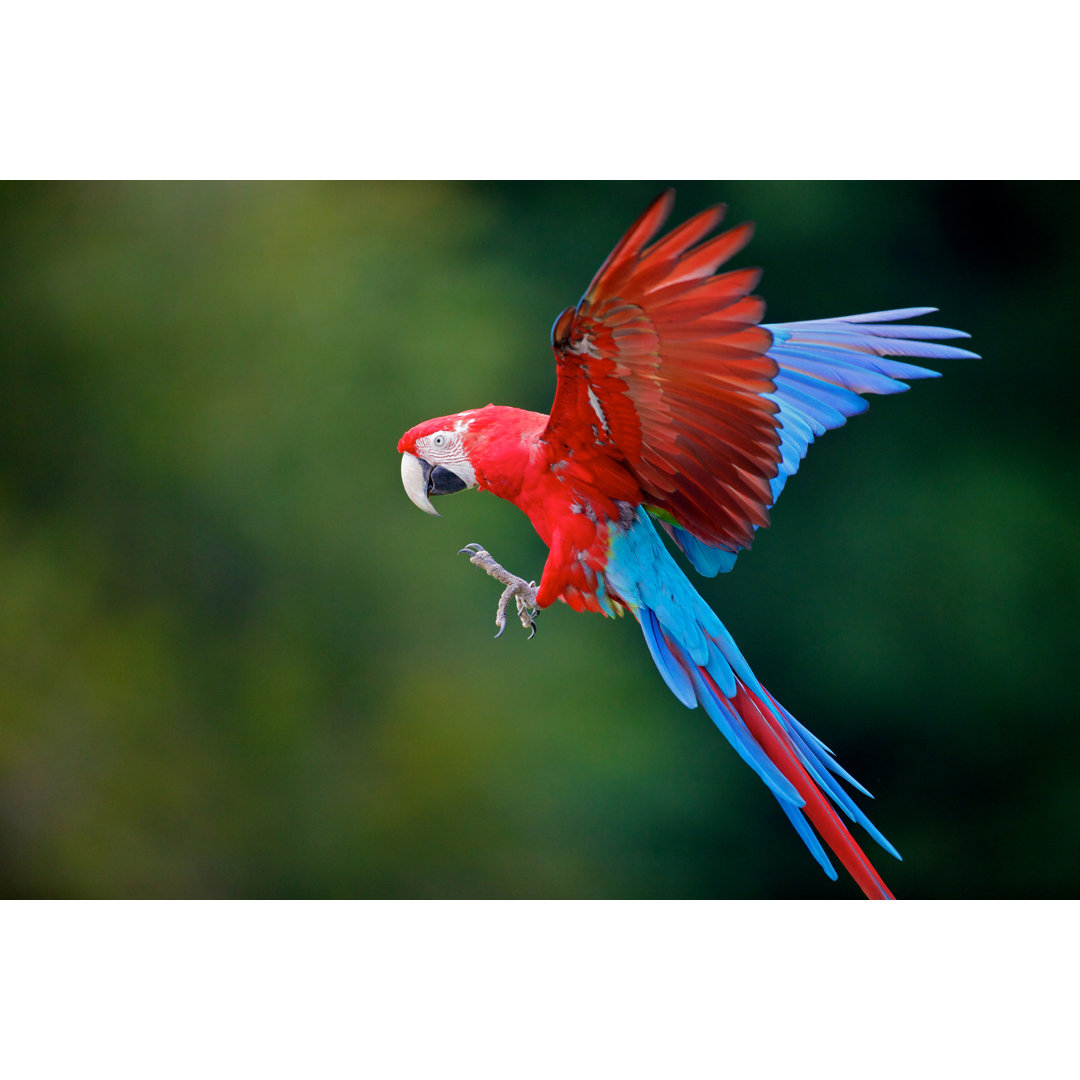 Leinwandbild Parrot von D-Arnaud