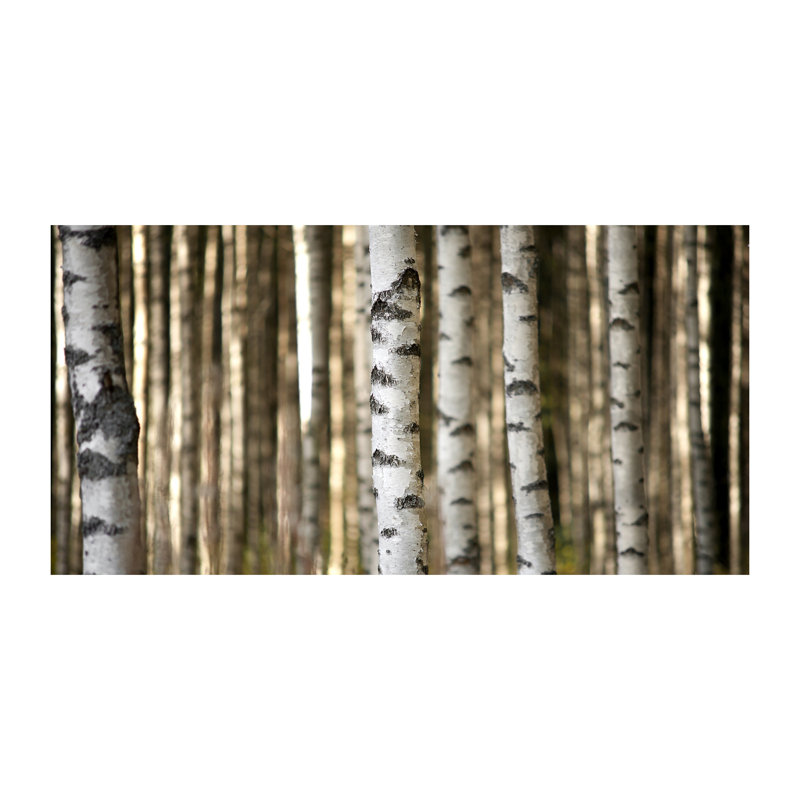 Birches - Wrapped Canvas Print, Canvas, 70cm H x 140cm W