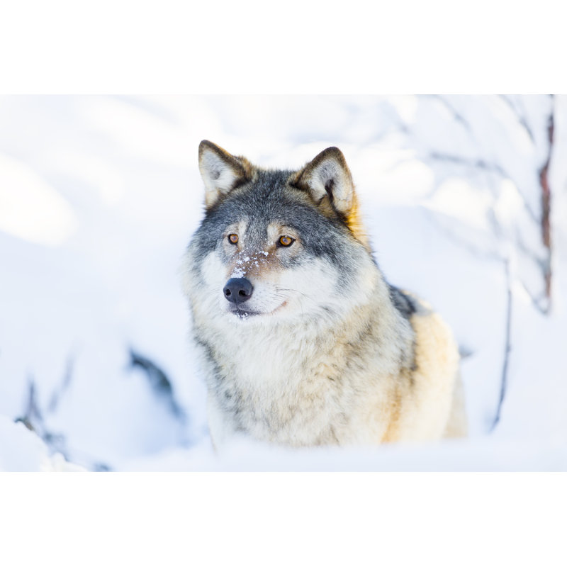 Close-up of a Wolf Standing in the Snow 1 Piece Wrapped Canvas Wall Art, 81cm H x 122cm W x 3.8cm D