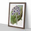 Antarctic Daisy Flowers by Sarah Featon - Single Picture Frame Painting-55544893-55544892