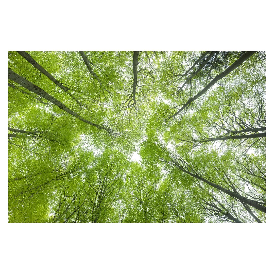 Matt Fototapete Buchenwald am Lindkogel 1,9 m x 288 cm