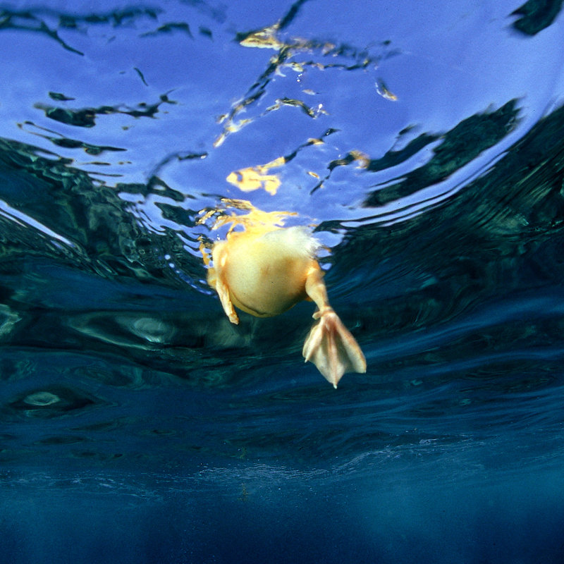 Under The Water, 122cm H x 122cm W