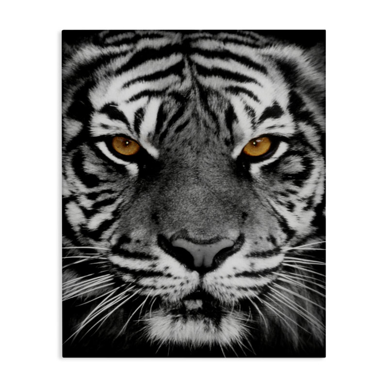 «Tigre féroce» par Danita Delimont, H 48 po x l 36 po