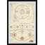 Planet Comparison - Single Picture Frame Print-1124232041