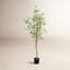 Arbre à fleurs artificiel en pot de Milan en pot Toscani-360637424