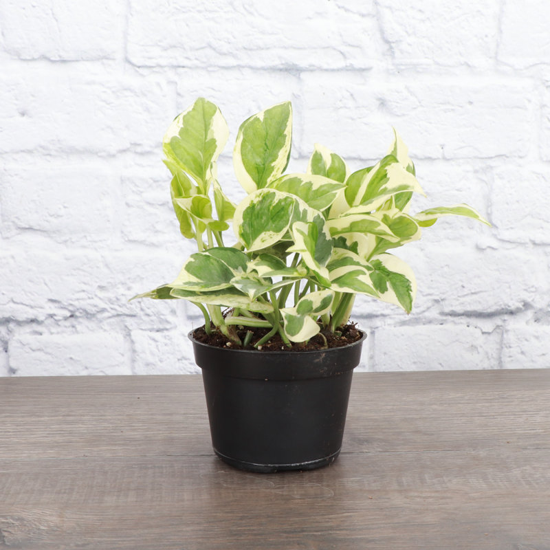 Live Pearls and Jade Pothos Plant