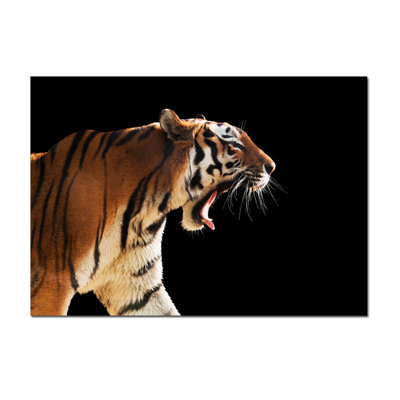 Tiger Print