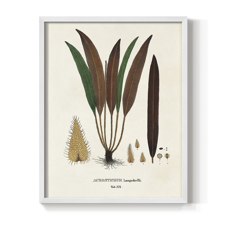 Botanical Society Ferns I, reproduction encadrée - bois massif, Blanc, H 14 po x l 11 po