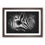 Zebra Vol.1 Paint Splash - Picture Frame Graphic Art-62775807-62775811