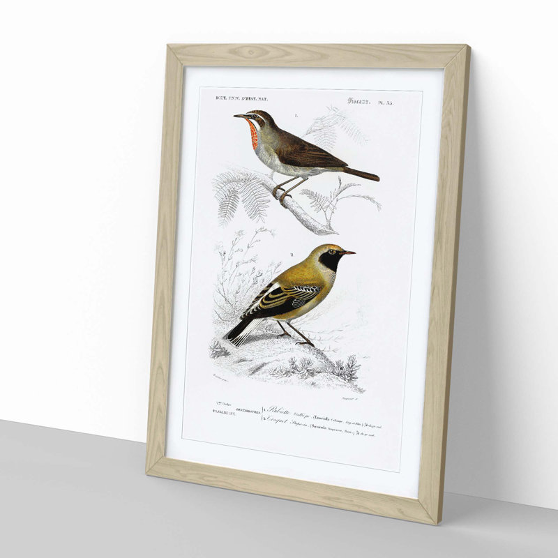 Bird Illustrations PL. 55 by Charles D' Orbigny - Single Picture Frame Painting, Oak Framed, 33cm H x 24cm W x 2cm D