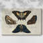 «Crackled Butterflies IV», toile tendue avec châssis-80238499