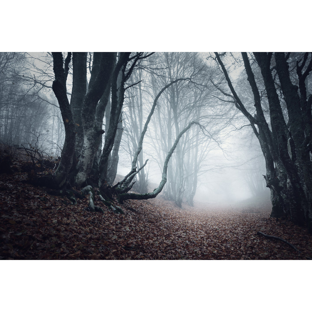 Leinwandbild Trail durch einen geheimnisvollen dunklen alten Wald im Nebel