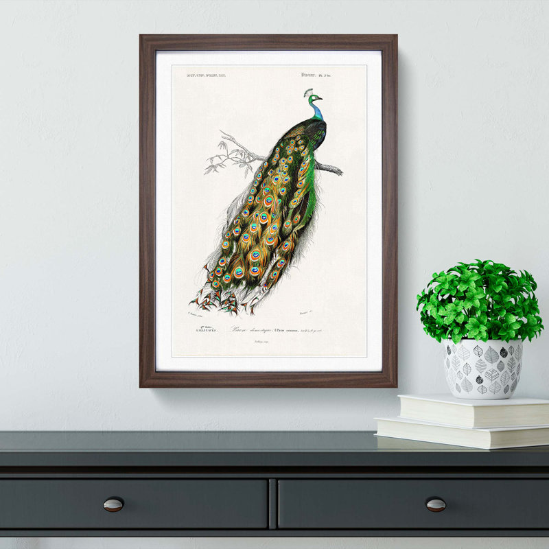 Indian Peacock by Charles D' Orbigny - Picture Frame Painting Print, 50cm H x 35cm W x 2cm D, Walnut