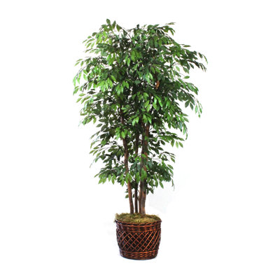 Faux Ficus Tree in Solid Wood Basket