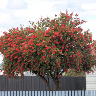 1 gal. Bottlebrush
