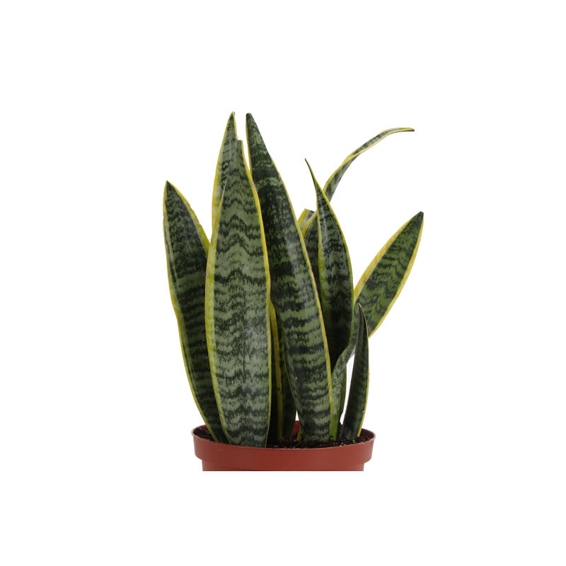 Live Laurentii Snake Plant, 10" H x 6" W x 6" D