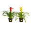 Foliage Plant in Pot