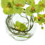 Orchid Arrangement in Glass Vase