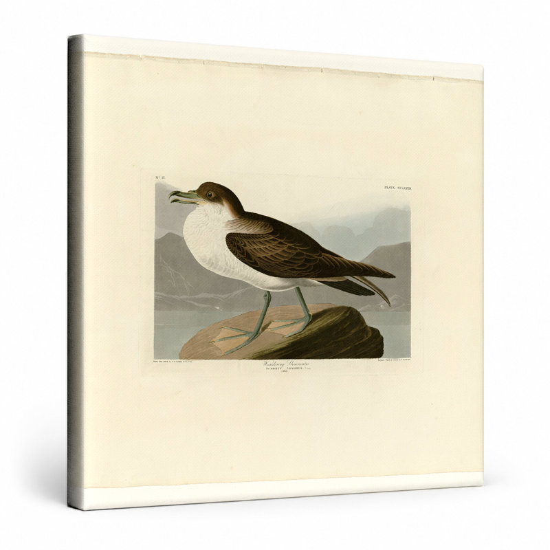 «Wandering Shearwater», planche 283 (1838) - art mural carré sur toile, 16" W x 16" H
