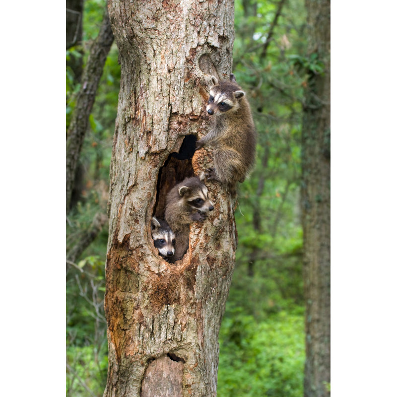 Raccoons by Stanley45 - No Frame Print on Canvas, 30cm H x 20cm W