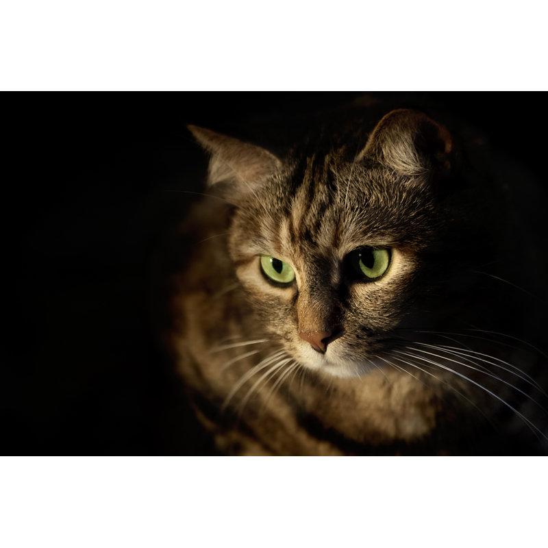 Cat by Stefanoborsani - No Frame Art Prints on Canvas, 30cm H x 46cm W