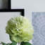 Tige de pivoine