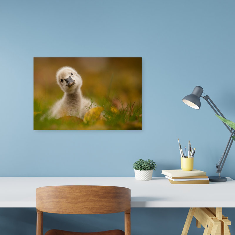 Curious Baby Swan Peaceful Abstract Contemporary Bird Autumn Nature Wall Art Print by Robert Adamec - Wrapped Canvas Print