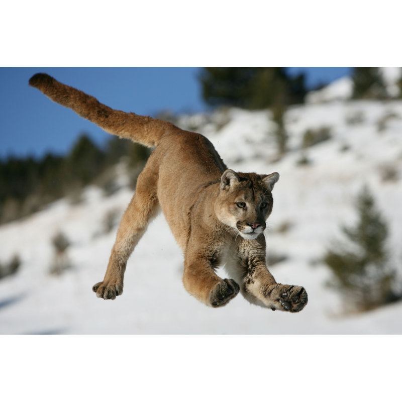 Cancel " Mountain Lion Jumping ", 8" H x 12" W