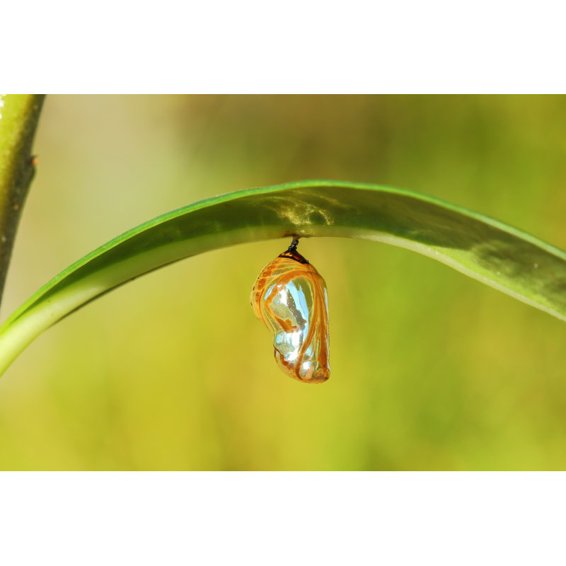 Chrysalis Butterfly by Tcareob72 - Wrapped Canvas Print, 20cm H x 30cm W
