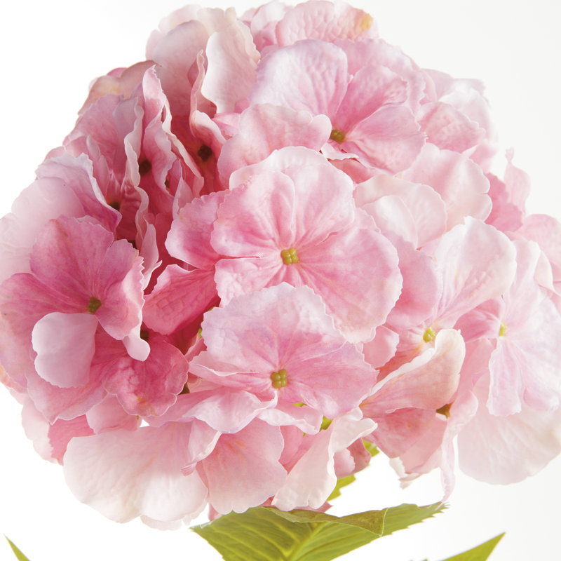 TIGES MOPHEAD HYDRANGEA 30,5 po, Rose