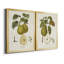 Vintage Pears III - ensemble de 2 impressions sur toile encadrées-175020762-175020763