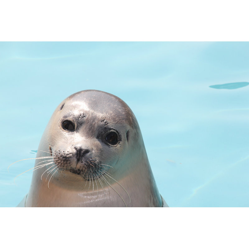 Seal Pup In Water by Fieldwork - Wrapped Canvas Print, 20cm H x 30cm W x 3.8cm D