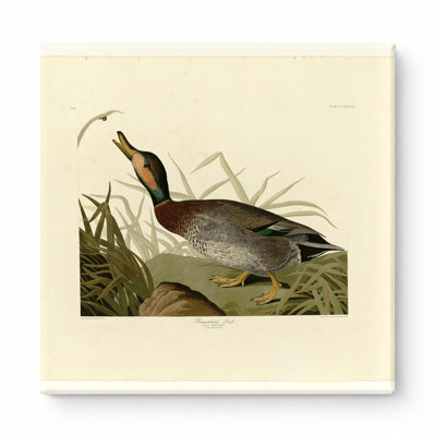 Bemaculé canard, plaque 338 (1838) - art mural carré sur toile