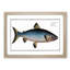 Blue Salmon Fish by M.E. Bloch - Picture Frame Painting Print-55544381-55544380