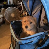 BestPet Pet Stroller Cat Dog Cage Stroller Travel Folding Carrier｜TikTok  Search