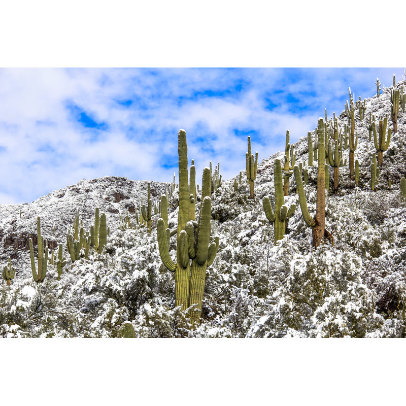 Saguaro Cactus In Snow Winter Desert Scene - Wrapped Canvas Print, 30cm H x 46cm W x 3.8cm D