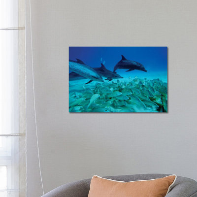 Atlantic Spotted Dolphin Trio Predating On School Of Snappers, Bahamas, Caribbean by Hiroya Minakuchi - Wrapped Canvas Print